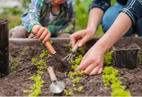Gemüsebeete in Ihrem Garten? Es ist noch nicht zu spät