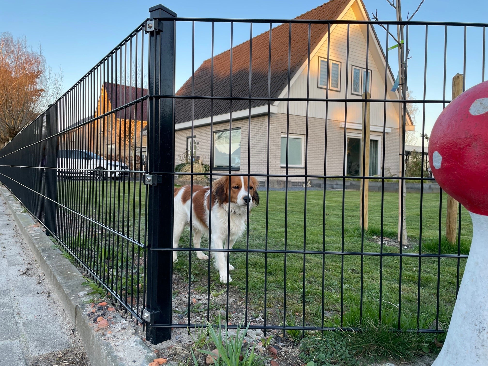 Beachten Sie dies, mit einem Hund im Garten