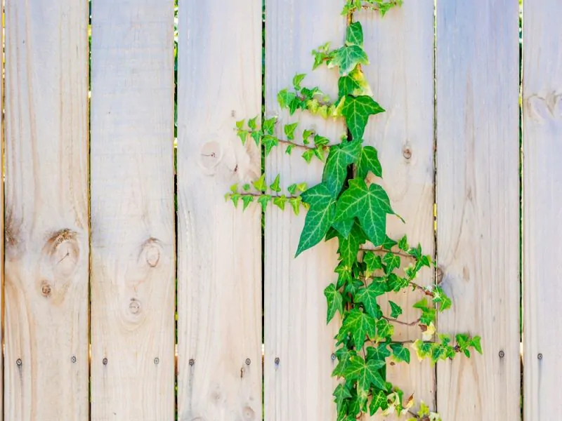 ikea drachenbaum Der Drachenbaum Warneckii: Bring ein bisschen Mystik nach Hause! – Bloombox  Club DE main image 1