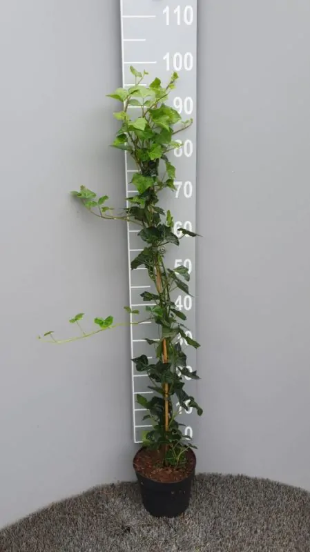 Hedera Hibernica - Efeu 80 - 100 cm