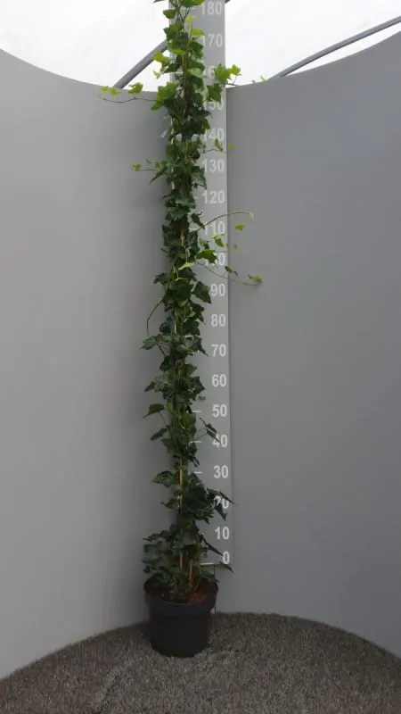 eiben dünger Purgrün Eibendünger 1 kg main image 0