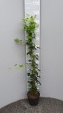 Efeu Hibernica | 80 - 100 cm | Ganze Pflanze