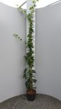 Efeu Hibernica | 125 - 150 cm | Ganze Pflanze