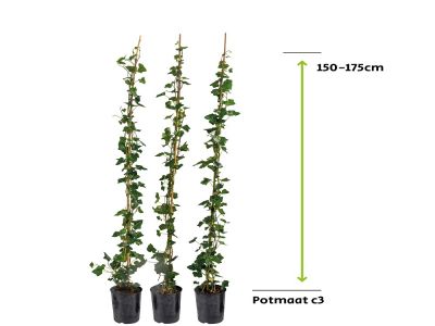 Efeu Hibernica | Efeu 150 - 175 cm - 3L