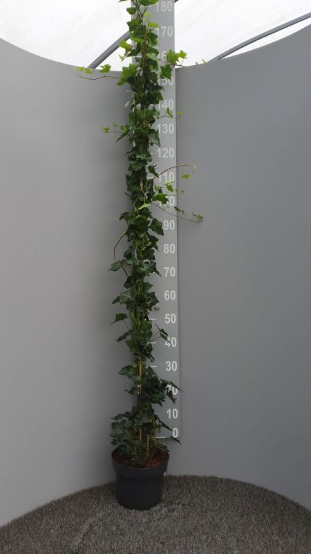 Hedera Hibernica - Efeu 150 - 175 cm - Ganze Pflanze
