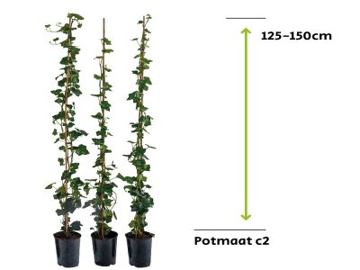 Efeu Hibernica | 125 - 150 cm
