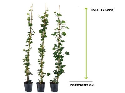 Efeu Hibernica | 150 - 175 cm - 2L