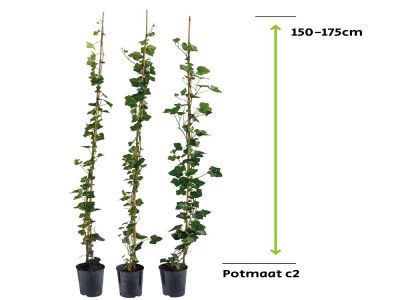 Hedera Hibernica - Efeu 150 - 175 cm - 2L