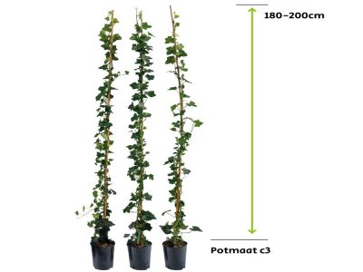 Efeu Hibernica | 175 - 200 cm