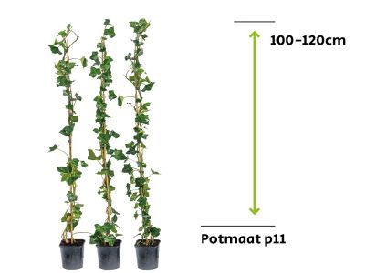Efeu Hibernica | 100 - 120 cm