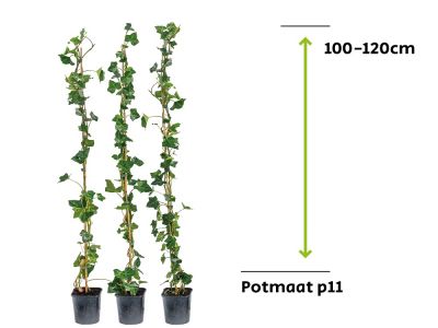 Hedera Hibernica - Efeu 100 - 120 cm