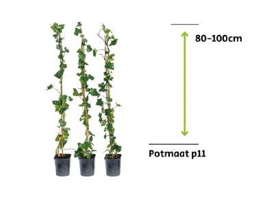 Efeu Hibernica - 80 - 100 cm