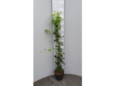 Hedera Hibernica - Efeu 80 - 100 cm - Ganze Pflanze