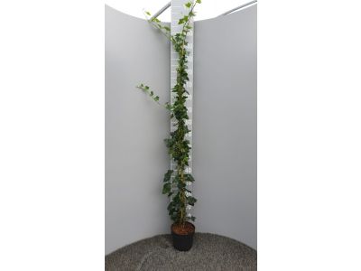 Hedera Hibernica - Efeu 125 - 150 cm - Ganze Pflanze