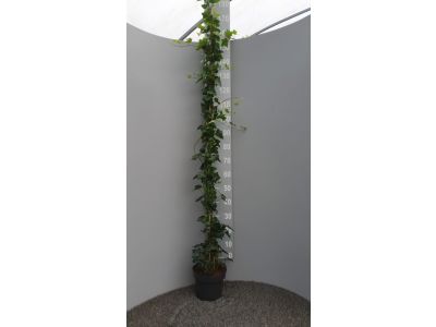 Efeu Hibernica | 150 - 175 cm | Vollere Pflanze