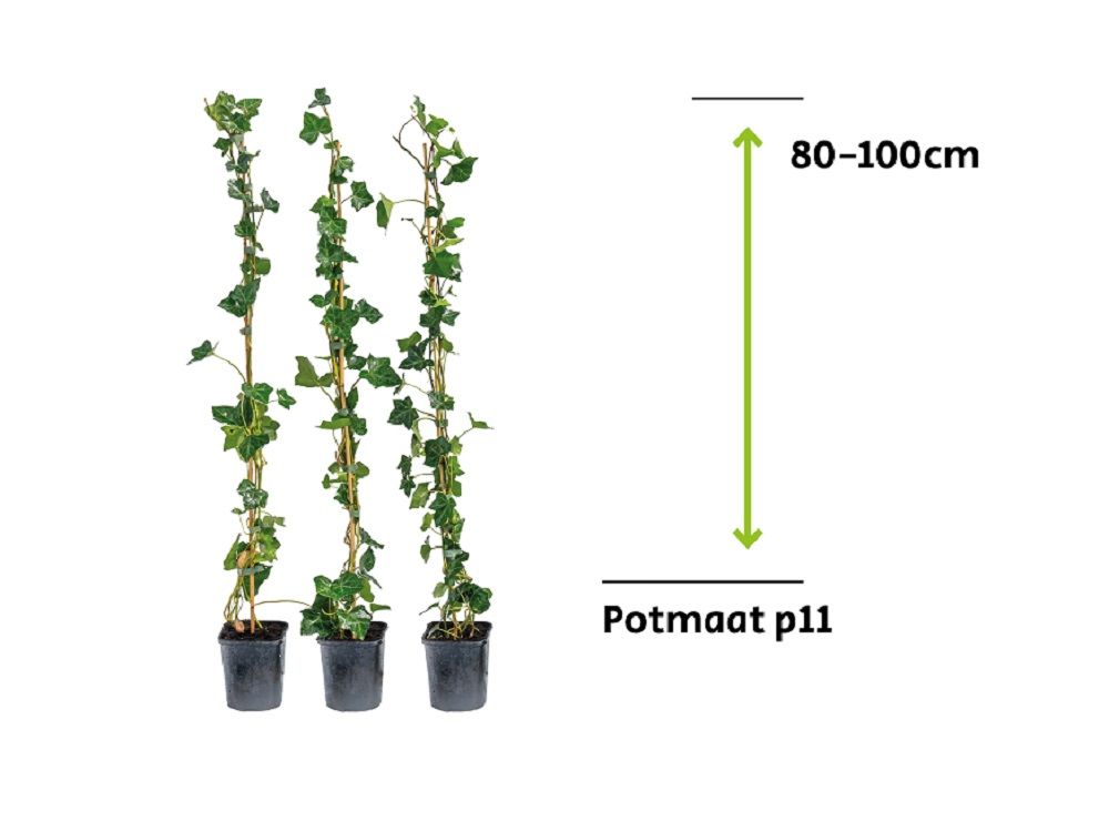 Efeu Hibernica 80-100cm: Grn und robust fr den Garten.