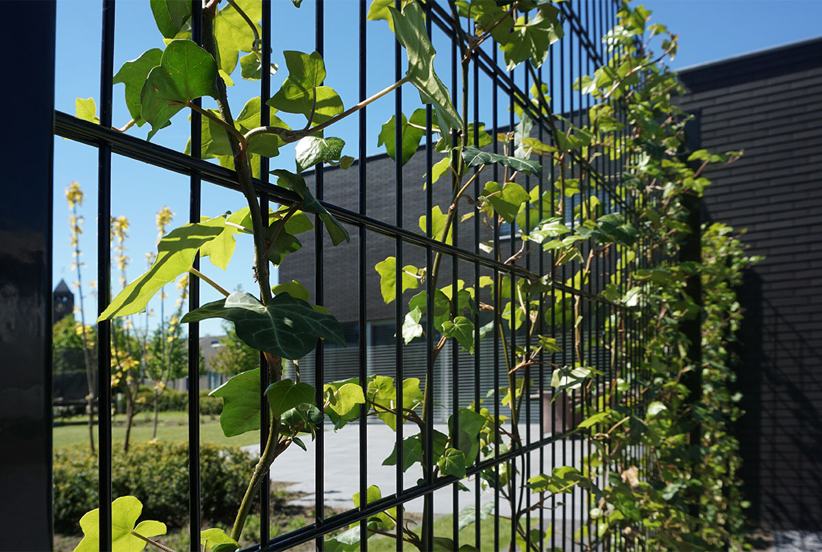 Photinia Busch
